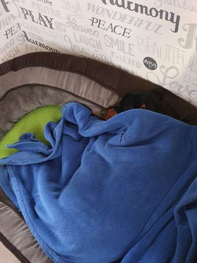 Liebhaber des Deutschen Pinscher gesucht.-Beitrag-Bild