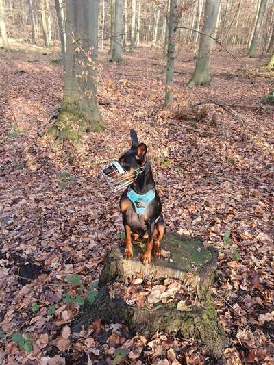 Hochwertiges / Bedarfsgerechtes Nassfutter (ohne Barfen), welches nur?-Beitrag-Bild