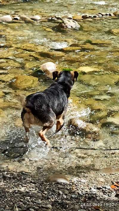 Hundetreffen-Social Walk und gemeinsam spielen-Bild