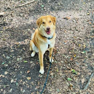 Hundetreffen-Gassirunde