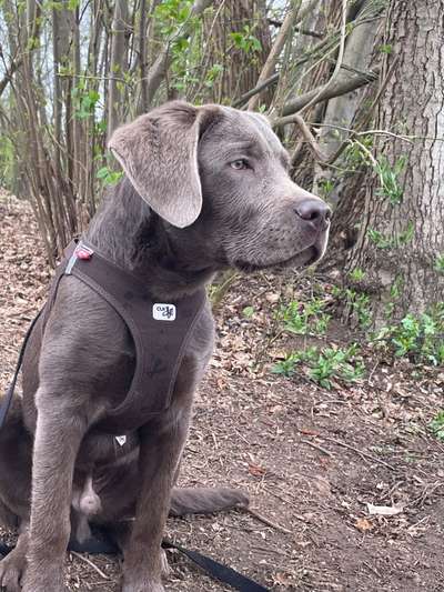 Welchen Hund hast du?-Beitrag-Bild