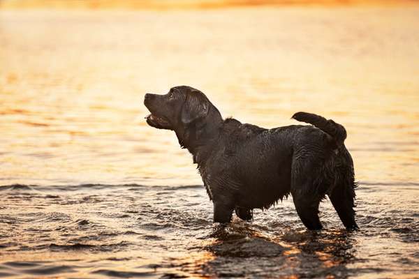 Hundetreffen-Spazier-, Spiel- und Trainingsrunden 🐾-Bild