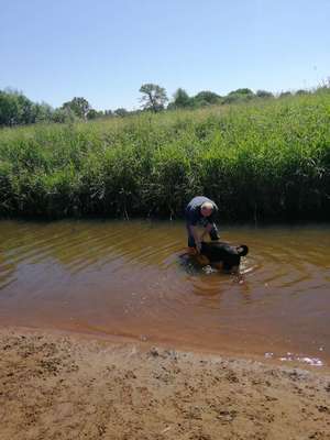 Hundeauslaufgebiet-Wollnysee-Bild