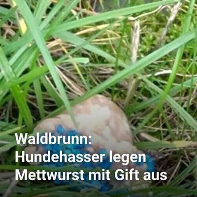 Giftköder-Mehrere Giftköder ausgelegt-Bild