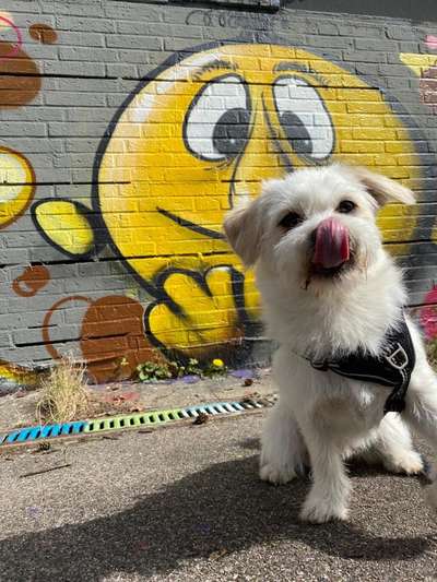 Tongue Out Tuesday-Beitrag-Bild