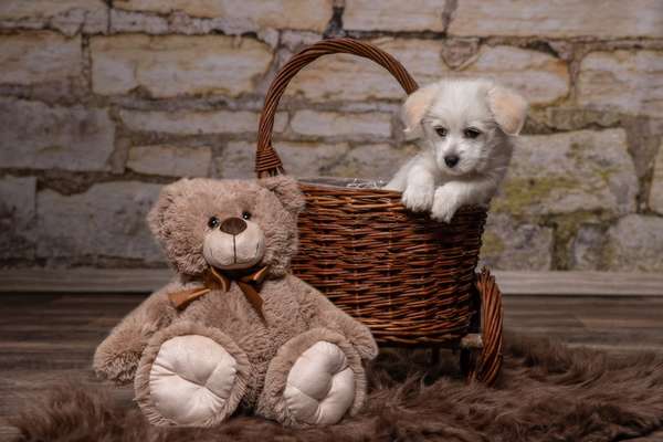 Dogorama Foto Challenge - Bestes gestelltes Bild-Beitrag-Bild