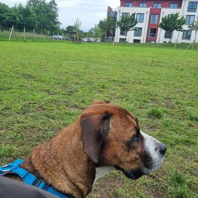 Hundetreffen-Spielrunde im Hundeauslauf Gettorf-Bild