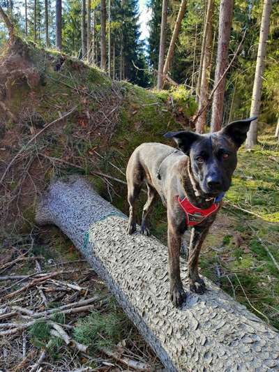 Wie heißt dein Hund?-Beitrag-Bild