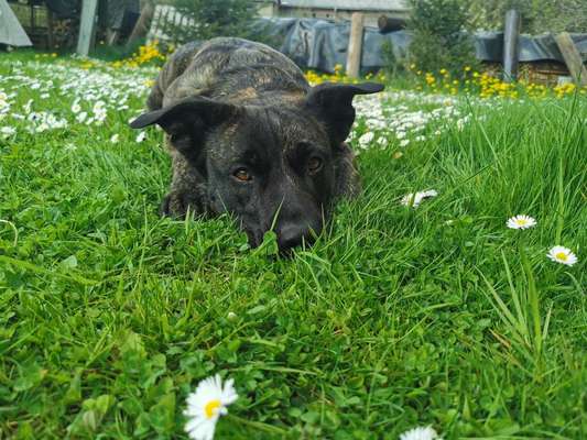 Deutsche Schäferhunde, Belgische Schäferhunde.-Beitrag-Bild