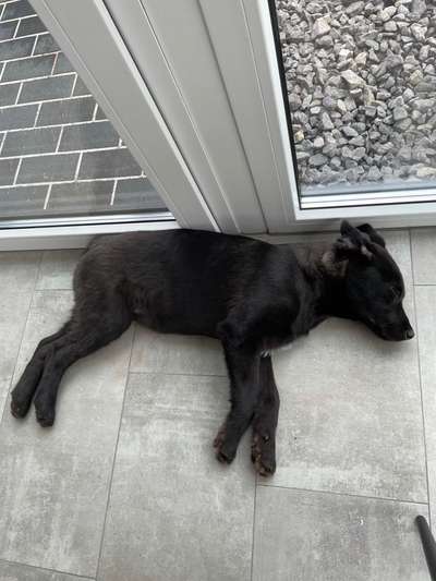 Labradorfans-Beitrag-Bild