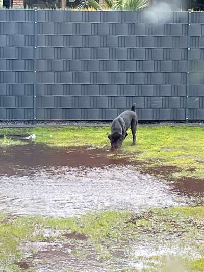 Dogorama-Monats-Challenge-Mai "Wasser"-Beitrag-Bild