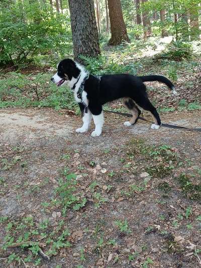 Dogorama Photo Challenge- Wurzeln-Beitrag-Bild