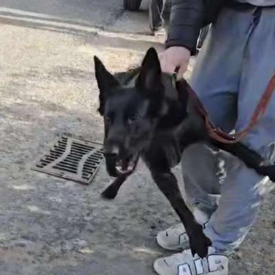 %{de_profession_title}-Problemhundetraining/Intensivtraining-Bild