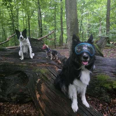 %{de_profession_title}-Gassiservice-Bild