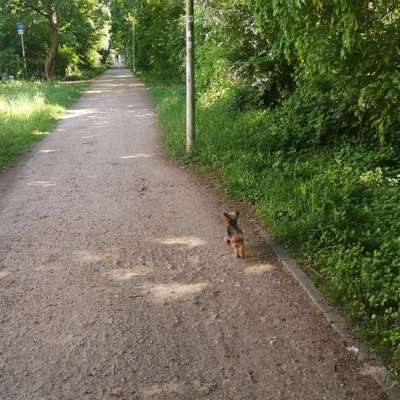 Hundetreffen-Suche Spiel-Freundschaft für kleine Hündin 🐕🐕-Bild