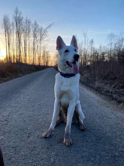 Seltene Rassen!-Beitrag-Bild