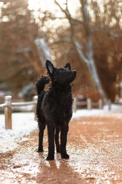 Seltene Rassen!-Beitrag-Bild