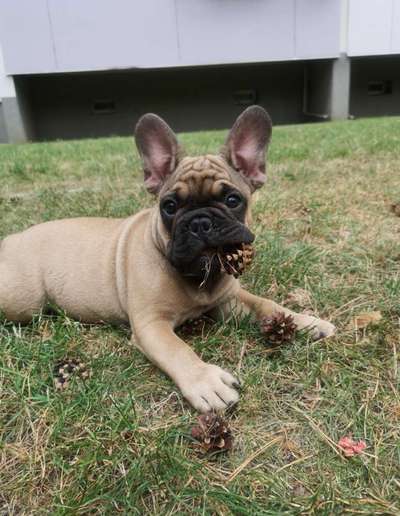 CHALLENGE NR. 19 - Der Hundeblick-Beitrag-Bild