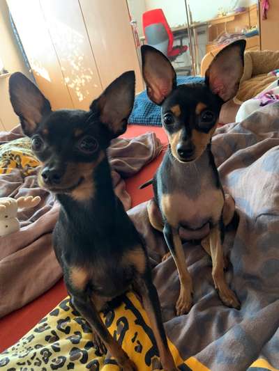 Prager Rattler-Beitrag-Bild