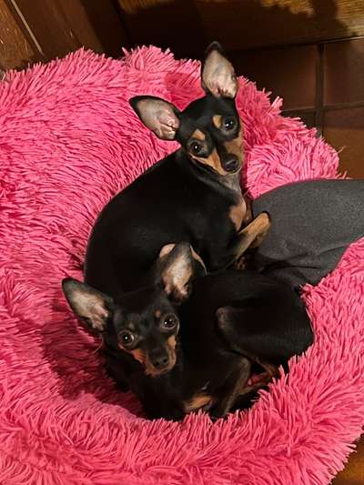 Prager Rattler-Beitrag-Bild