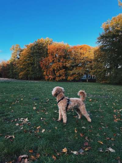 Hundetreffen-Pudel zum spielen gesucht 🐾-Bild