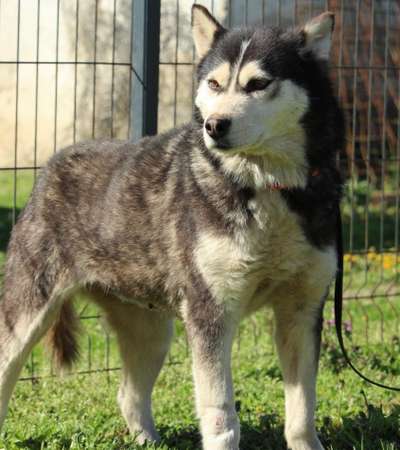 Tierschutzhunde suchen ein Zuhause-Beitrag-Bild