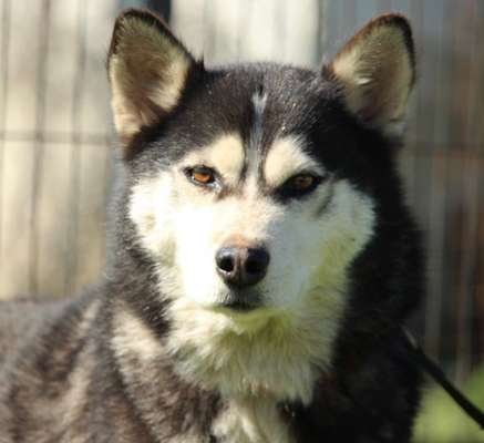 Tierschutzhunde suchen ein Zuhause-Beitrag-Bild