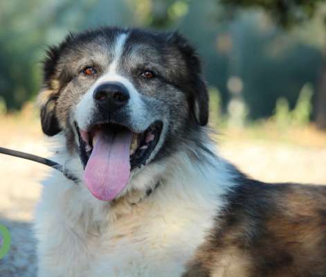 Tierschutzhunde suchen ein Zuhause-Beitrag-Bild