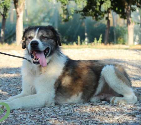 Tierschutzhunde suchen ein Zuhause-Beitrag-Bild