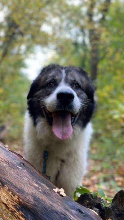 Tierschutzhunde suchen ein Zuhause-Beitrag-Bild