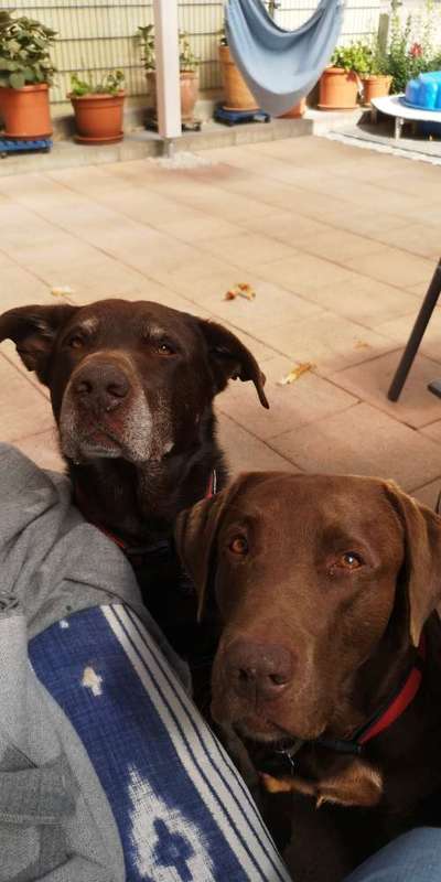 Labradorfans-Beitrag-Bild