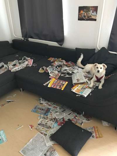 Auslandstierschutz-Beitrag-Bild