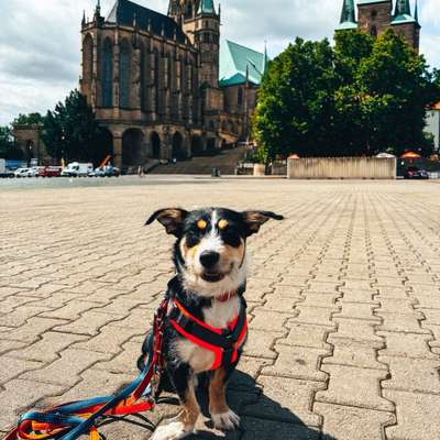 Hundetreffen-Spielkamerad gesucht 🐾-Bild