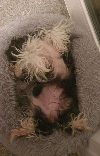 Chinese Crested (Chinesischer Schopfhund)-Beitrag-Bild