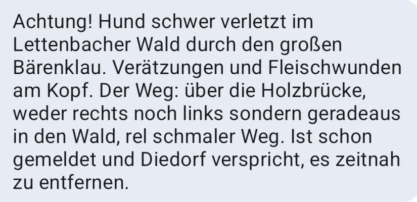 Giftköder-Riesen Bärenklau-Bild