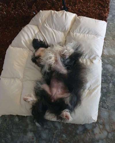 Chinese Crested (Chinesischer Schopfhund)-Beitrag-Bild