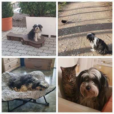 Chinese Crested (Chinesischer Schopfhund)-Beitrag-Bild