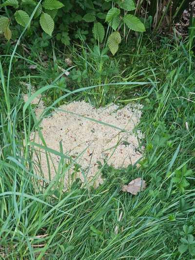 Giftköder-Hundehasser / Wiesengrund Herpersdorf-Bild