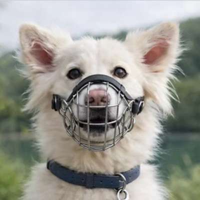 %{de_profession_title}-Verhaltensprüfung be. Rassen LHundG NRW-Bild