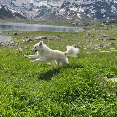 Giftköder-Einzelstunde-Bild