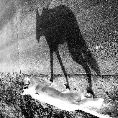 Fotochallange Nr. 46

Schattenspiele BEENDET!!!!!-Beitrag-Bild