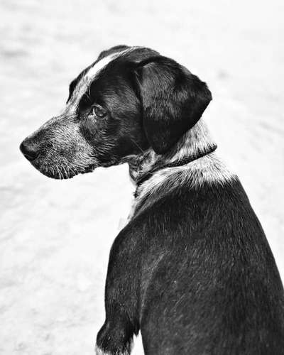 Fotochallange Nr. 57     PORTRÄT.   Beendet!!!!!!!!-Beitrag-Bild