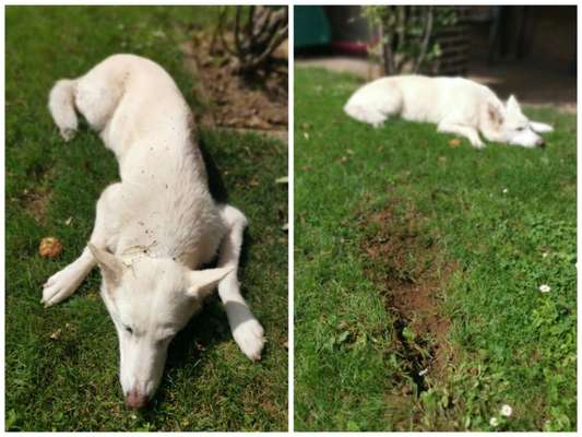 Zeig mir, dass du mit einem hund zusammenlebst....-Beitrag-Bild