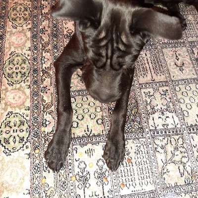 Hundetreffen-Junghundetreff in der Umgebung Boxdorf