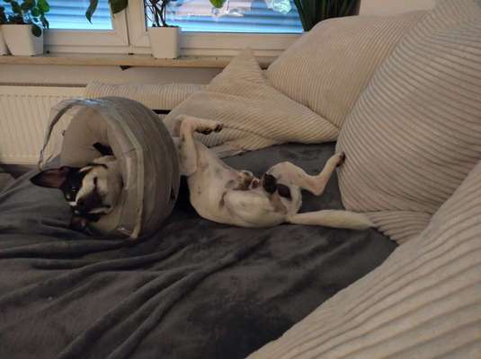 Probleme mit Halskrause-Beitrag-Bild