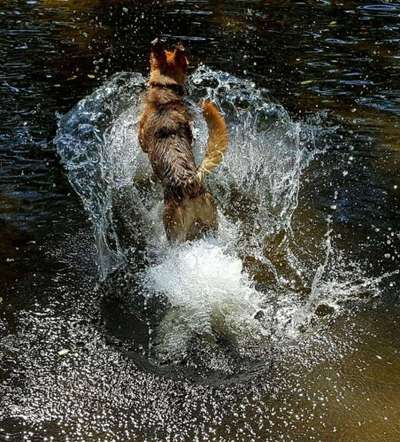 Dogorama-Monats-Challenge-Mai "Wasser"-Beitrag-Bild