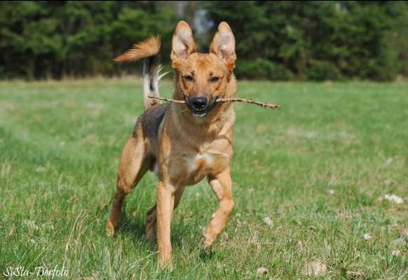 Schäferhund-Beitrag-Bild