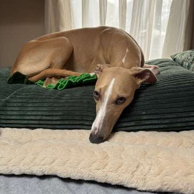 Windhundtreffen - PLZ-Beitrag-Bild