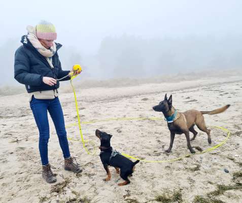 Hundetreffen-Leinentraining und Spaziergang zugleich-Bild