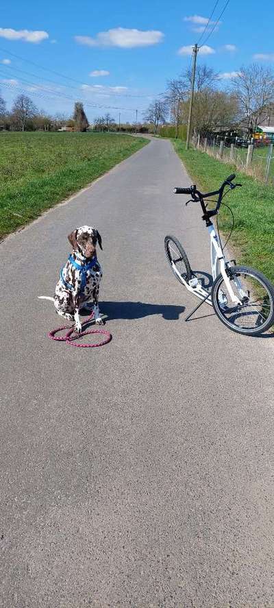 Tretroller Alternative zu Fahrrad?-Beitrag-Bild